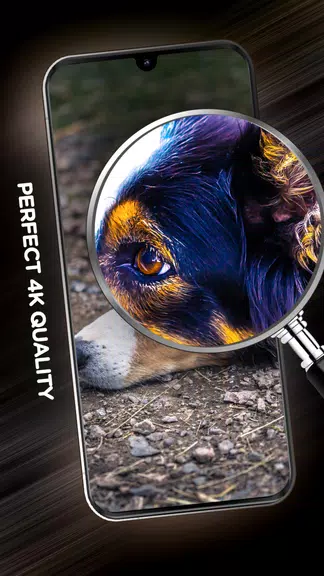 Wallpapers with dogs in 4K Captura de pantalla 4