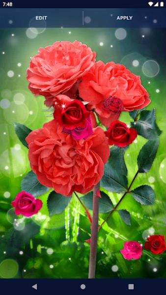 Red Rose Live Wallpaper 스크린샷 1