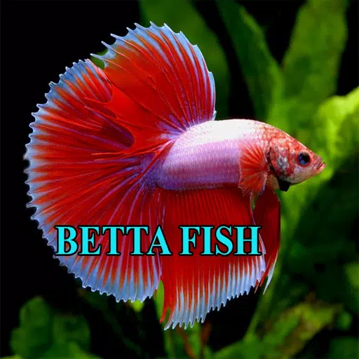 Betta Fish Gallery Скриншот 2