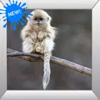 Baby Monkey