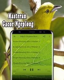 Suara Burung Sirtu Pikat MP3 Offline Screenshot 3