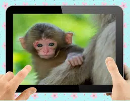 Baby Monkey Captura de pantalla 1