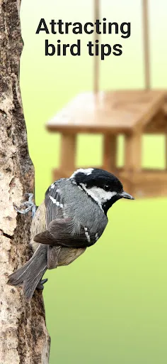 Picture Bird - 拍照识鸟应用截图第3张