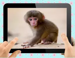 Baby Monkey Captura de pantalla 2