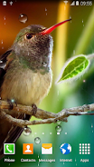 Hummingbirds Live Wallpaper Capture d'écran 1