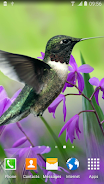 Hummingbirds Live Wallpaper Capture d'écran 2