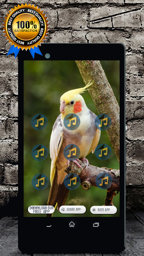 Cockatiel Singing : Cockatiel Sounds स्क्रीनशॉट 3