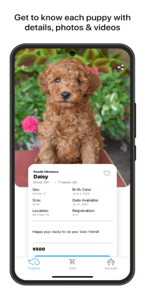 Lancaster Puppies Screenshot 1
