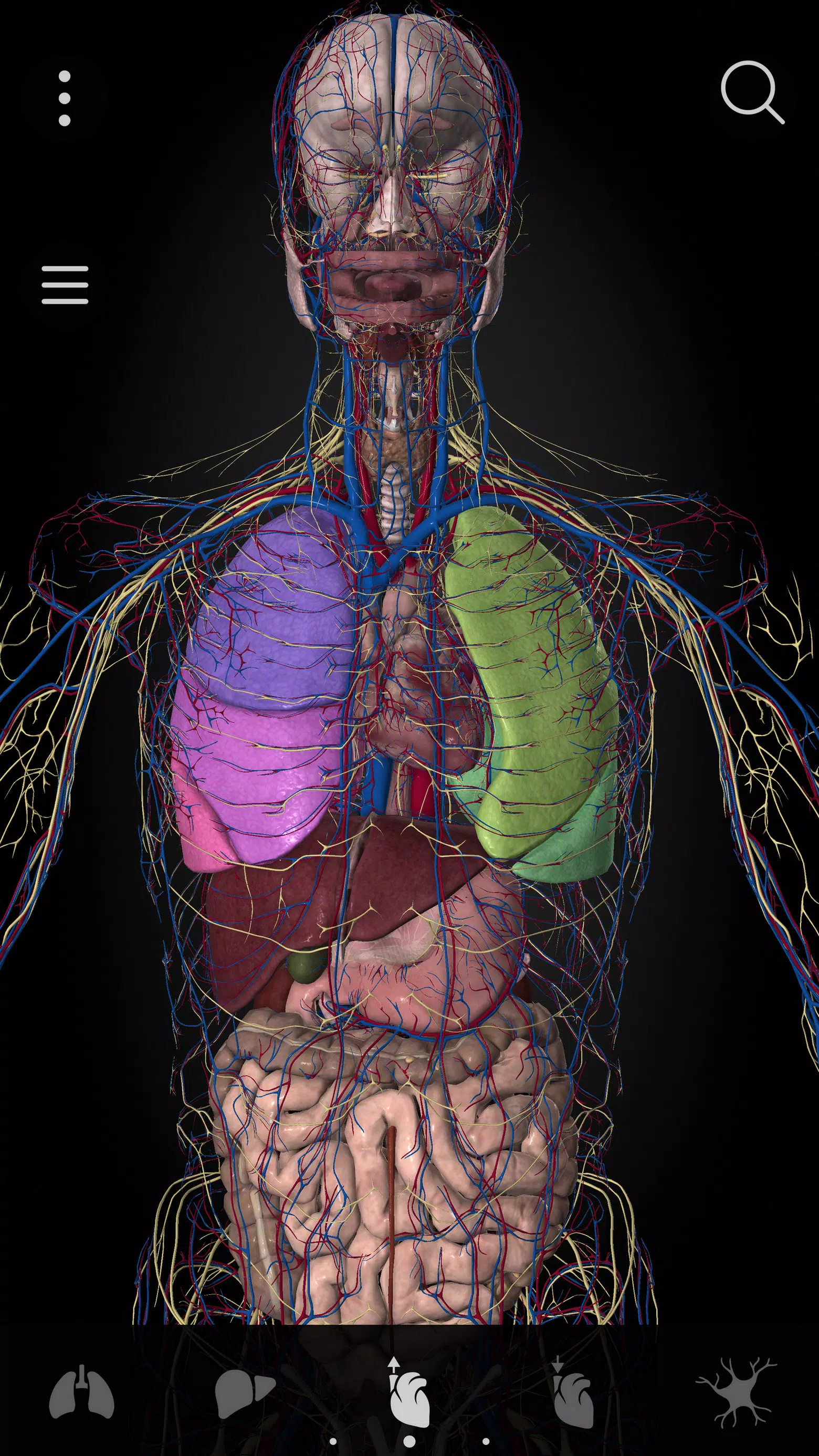 Anatomyka - 3D Anatomy Atlas Screenshot 3