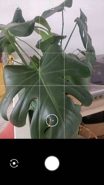 LeafSnap スクリーンショット 1