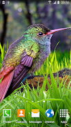 Hummingbirds Live Wallpaper Screenshot 3