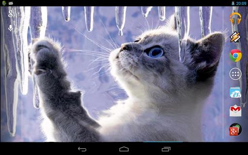 Interactive Kitten Captura de pantalla 4