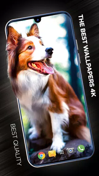 Wallpapers with dogs in 4K Captura de pantalla 1